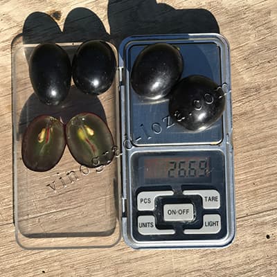 Вага та розмір ягід винограду Лорано