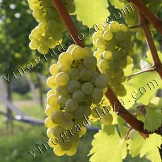 Технические-винные сорта винограда в Украине: описание, фото, купитьсаженцы - Vinograd-Loza