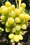 Сорт винограду Лючія опис, фото, відгуки
