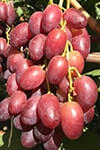 Сорт винограду Магістр опис, фото, відгуки