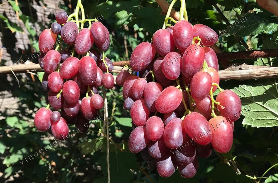 Купити саджанці винограду Магістр в Україні фото