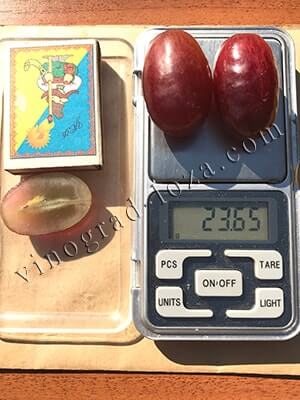 Сорт винограду Магістр розмір та вага ягід фото