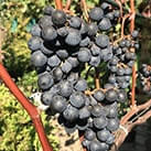 Морозостійкий технічний виноград Магія