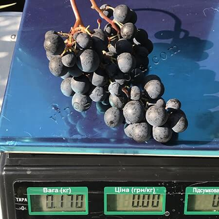 Виноград для вина Магія фото