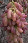 Сорт винограду Манікюр Фінгер опис, фото, відгуки