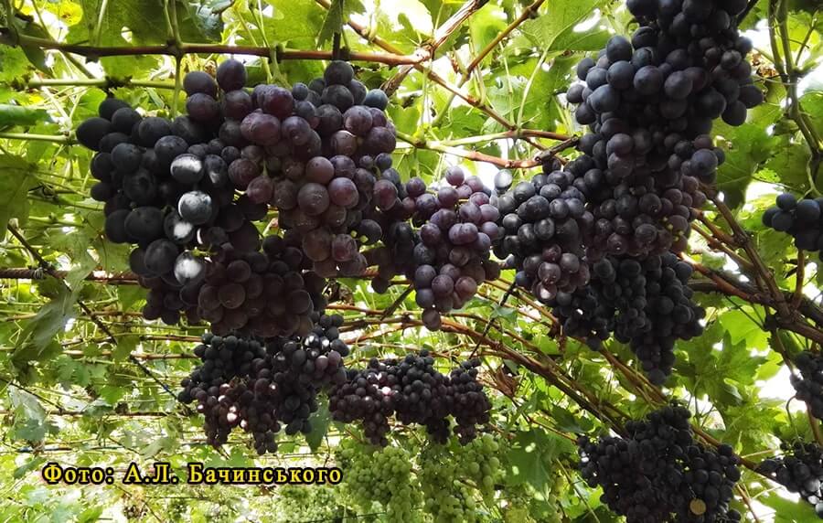 Сорт винограду Маріша формування на арці фото