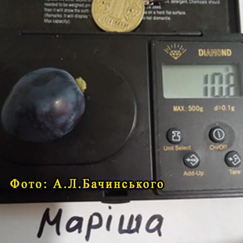 Сорт винограда Мариша купить саженцы в Харькове фото
