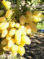 Сорт винограду Мускат Дубовський опис, фото, відгуки