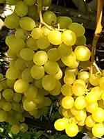 Сорт винограду Мускат медовий опис, фото , відгуки