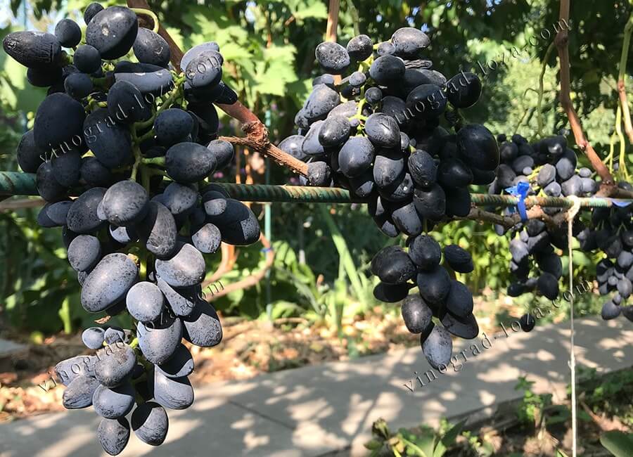 Сорт винограду Надія АЗОС навантаження куща фото