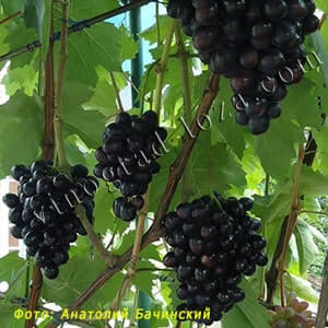 Сорт винограду Пам'яті Небесної Сотні купити саджанці в Україні фото