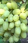  Сорт винограду Новий подарунок Запоріжжю опис, фото, відгуки