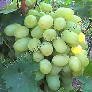 Сорт винограду Новий подарунок Запоріжжю опис фото відгуки