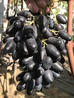 Сорт винограду Одеський сувенір опис, фото , відгуки