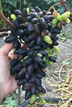 Сорт винограду Одеський сувенір опис, фото , відгуки