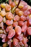 Сорт винограду Оригінал рожевий опис, фото, відгуки