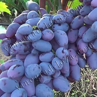Описание сорта винограда Памяти Негрул фото отзывы