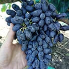 Купити саджанці винограду Академік Дженєєв з доставкою