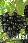  Сорт винограду Пам'яті Небесної сотні опис, фото, відгуки