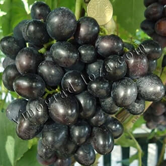 Очень ранние сорта винограда в Украине: описание, фото, купить саженцы -Vinograd-Loza