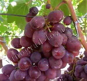 Купить саженец винограда Памяти учителя в Украине фото