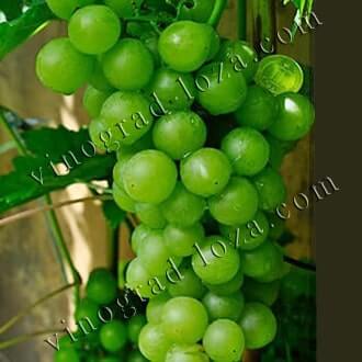 Белые (зеленые) сорта винограда в Украине: описание, фото, купить саженцы -Vinograd-Loza