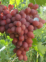 Сорт винограду Подарунок Ірині опис, фото, відгуки