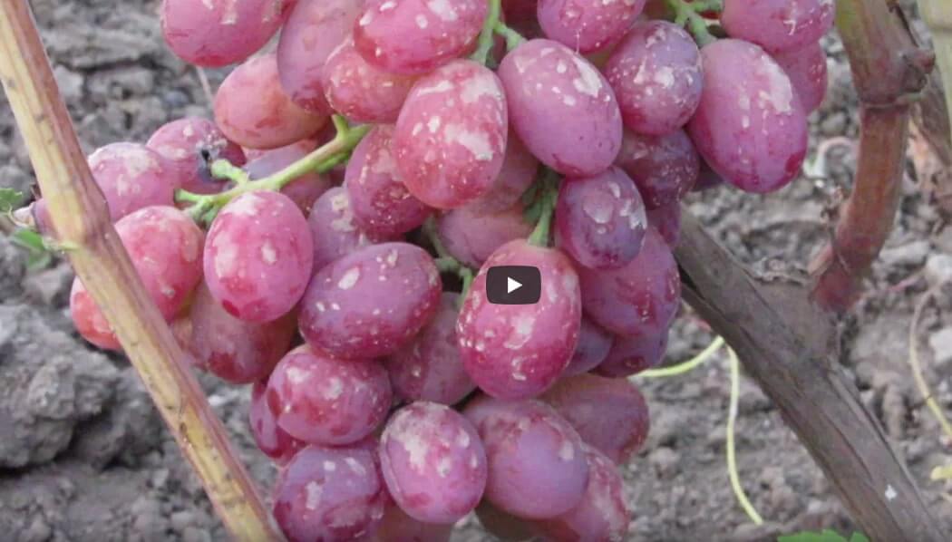 Сорт винограда Фурор
