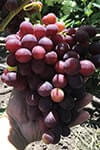 Сорт винограду Подарунок Несветая опис, фото, відгуки