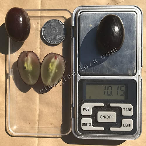 Розмір і вага ягід винограду Подарунок Несветая фото