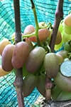 Сорт винограду Преображеніє опис, фото, відгуки