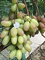 Сорт винограду Преображеніє опис, фото, відгуки