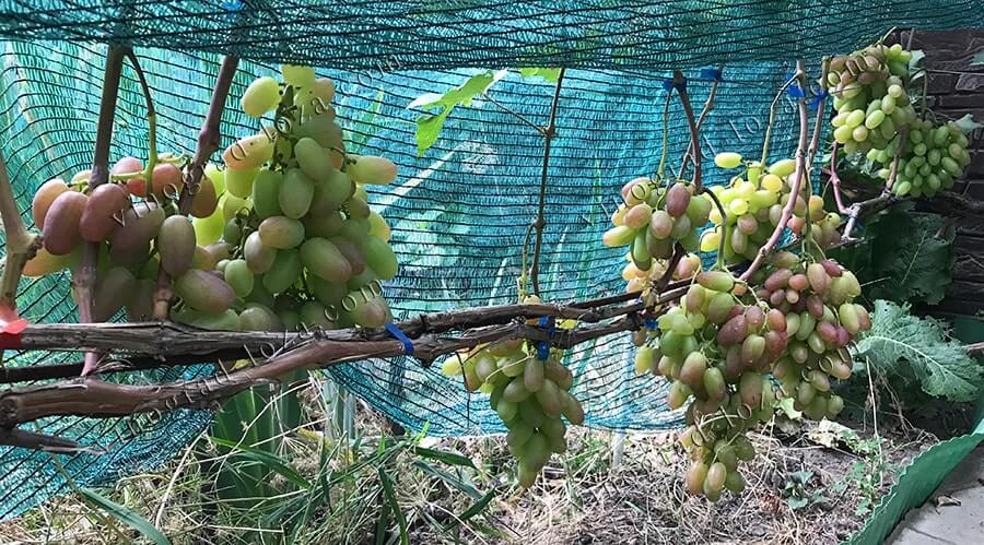 Сорт винограда Преображение нагрузка куста урожаем 2020 фото