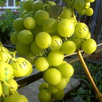 Очень ранние сорта винограда в Украине: описание, фото, купить саженцы -Vinograd-Loza