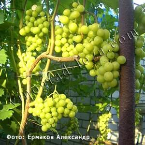 Сорт винограду Прима України купити саджанці в Україні фото