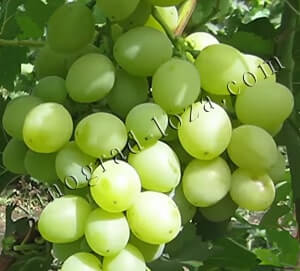 Описание сорта винограда продюсер