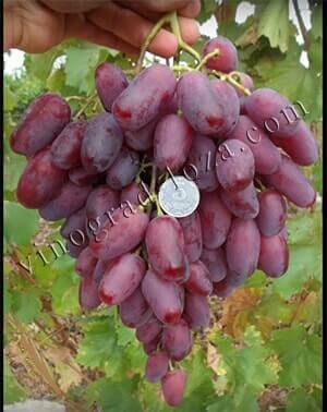 Сорт винограда Ризамат описание фото отзывы