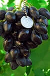 Сорт винограду Ромбік опис, фото, відгуки
