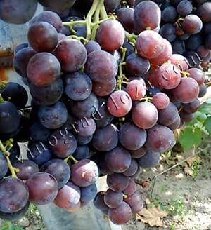 Купить саженцы винограда Рошфор в Украине