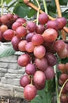 Сорт винограду Розмус опис, фото, відгуки