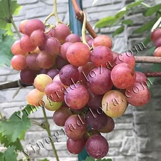 Розовые (красные) сорта винограда в Украине: описание, фото, купить саженцы- Vinograd-Loza