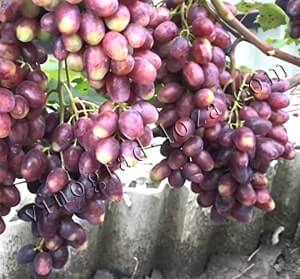 Сорт винограду Румейка опис фото відгуки