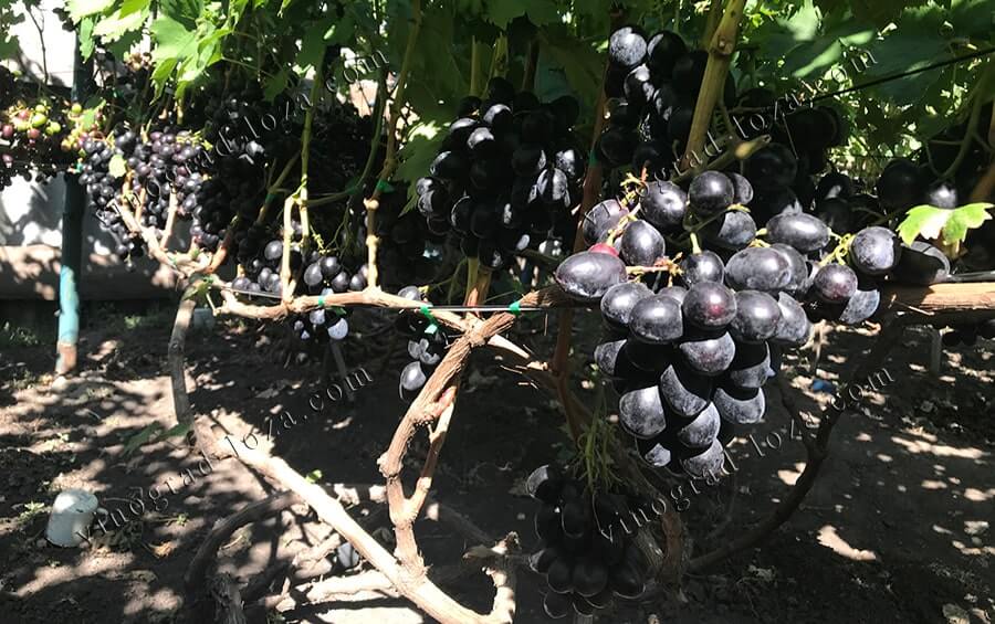 Купити саджанці виноград Руслан фото