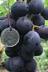 Сорт винограду Руслан опис, фото, відгуки