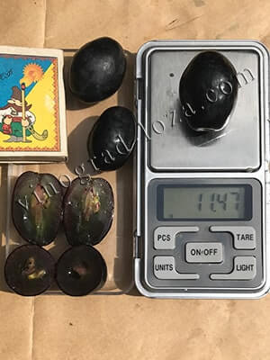 Сорт винограду Руслан розмір та вага ягід фото