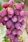 Сорт винограду Рута опис, фото, відгуки