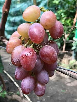 Сорт винограду Рута опис фото відгуки
