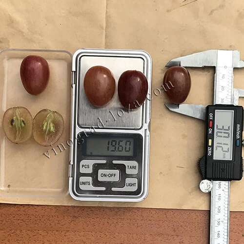 Розмір і вага ягід винограду Рута фото