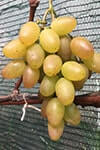 Сорт винограду Сенсація опис, фото, відгуки