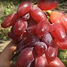 Купити саджанці винограду Клеопатра в Харкові